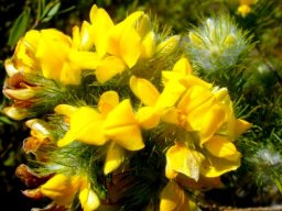 Aspalathus asparagoides subsp. asparagoides flowers