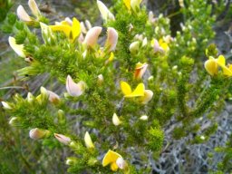 Aspalathus ciliaris, some flowers yet to open 