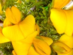 Aspalathus ciliaris flowers