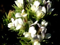 Aspalathus forbesii flowers
