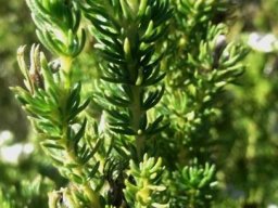 Aspalathus forbesii leaves
