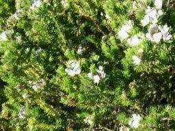 Aspalathus forbesii