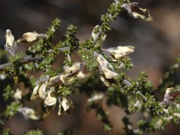 Aspalathus granulata faded flowers