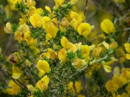 Aspalathus hirta leaves and flowers