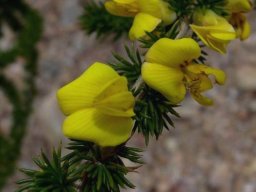 Aspalathus hirta flowers