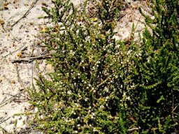 Aspalathus hispida