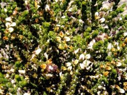 Aspalathus hispida flowers