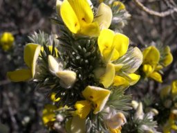 Aspalathus hystrix leaves and flowers