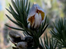 Aspalathus kougaensis old flower, young fruit