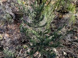 Aspalathus kougaensis sapling