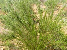 Aspalathus linearis in cultivation