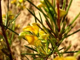 Aspalathus linearis, rooibos tea flowers