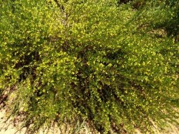 Aspalathus linearis