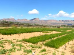 Aspalathus linearis seedling production