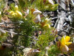 Aspalathus ciliaris floral stages