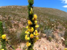 Aspalathus sceptrum-aureum flowers
