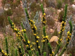 Aspalathus sceptrum-aureum leaves