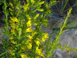 Aspalathus spinosa subsp. flavispina leaves and spines