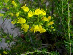 Aspalathus spinosa subsp. flavispina flowers