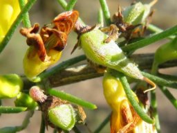 Aspalathus spinosa subsp. spinosa fruit