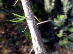 Aspalathus spinosa subsp. spinosa spines