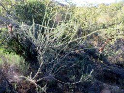 Aspalathus spinosa subsp. spinosa