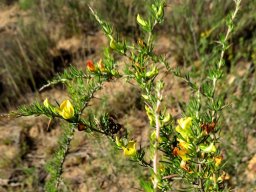 Aspalathus spinosa subsp. spinosa branches