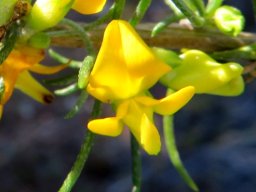 Aspalathus spinosa subsp. spinosa flower