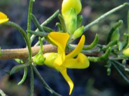Aspalathus spinosa subsp. spinosa flower and bud