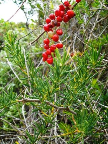 Asparagus aethiopicus