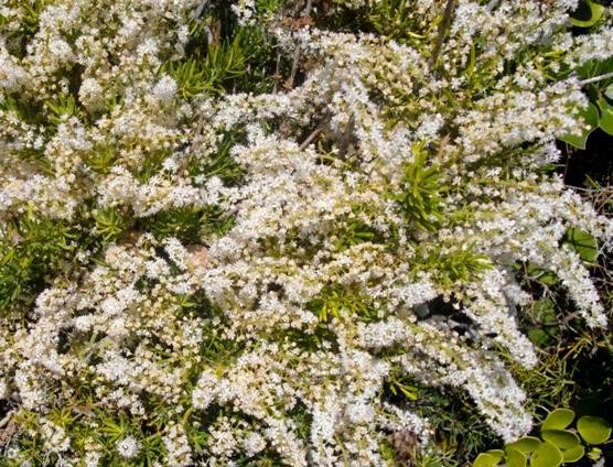 Asparagus aethiopicus floral fest