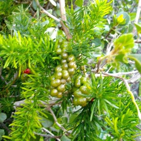 Asparagus aethiopicus green berries