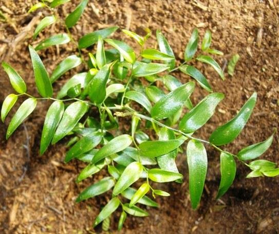 Asparagus asparagoides