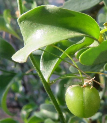 Asparagus asparagoides green fruit