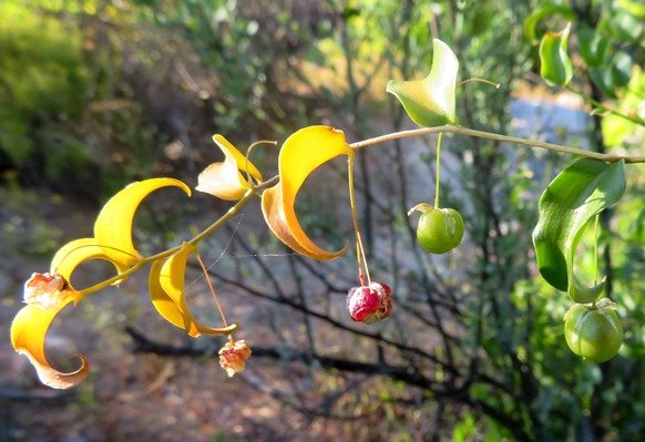 Asparagus asparagoides fruiting stages