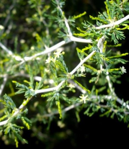 Asparagus capensis zigzag stems