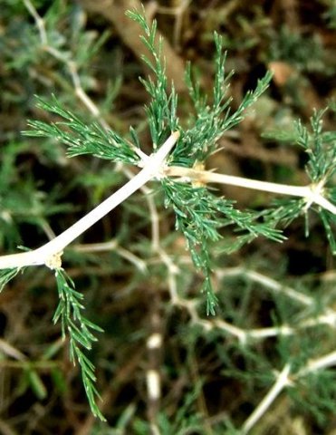 Asparagus capensis cladodes