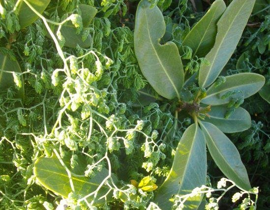 Asparagus declinatus into Sideroxylon inerme