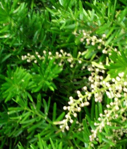 Asparagus densiflorus &quot;Mazeppa&quot; ready to bloom