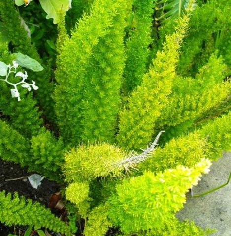 Asparagus densiflorus &quot;Meyersii&quot;