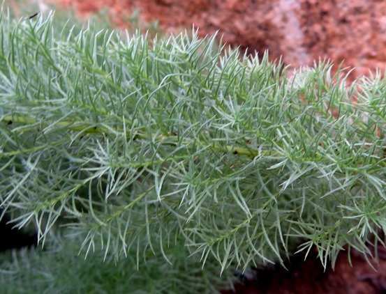 Asparagus juniperoides delicate leaf cylinders