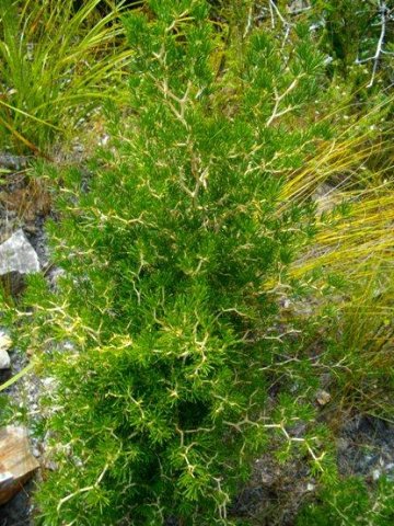 Asparagus lignosus