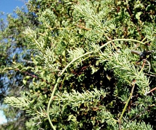 Asparagus mucronatus draped over Euclea undulata