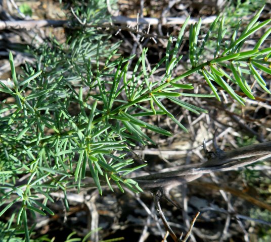 Asparagus multiflorus cladodes