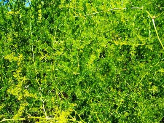 Asparagus multiflorus