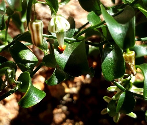 Asparagus ovatus