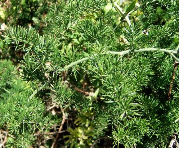 Asparagus racemosus