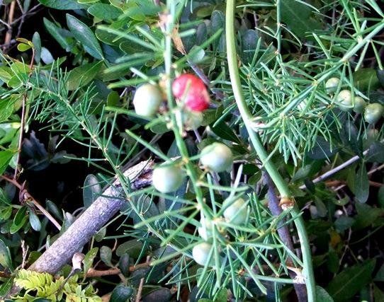 Asparagus racemosus fruit