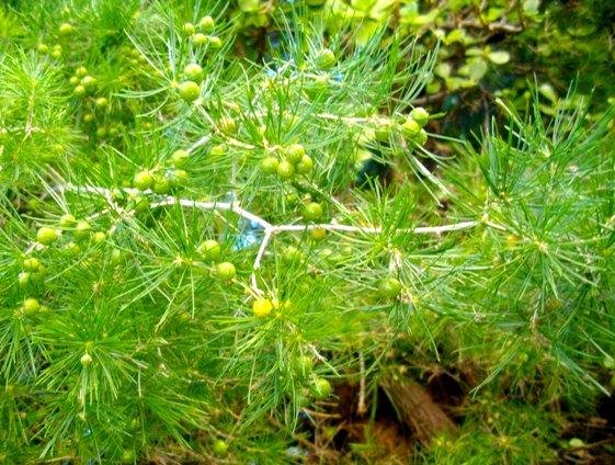 Asparagus retrofractus green fruit