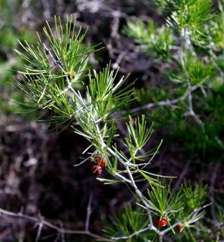 Asparagus retrofractus bearing fruit